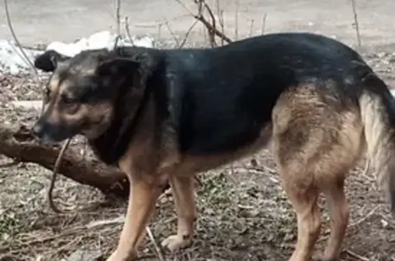 Найдена собака на Новогиреевской улице (54 дом) 7 марта в 14.30