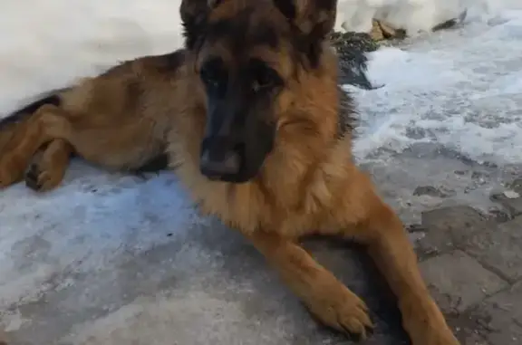 Пропала собака Немецкая овчарка, найдена в Поварово, Солнечногорский район.