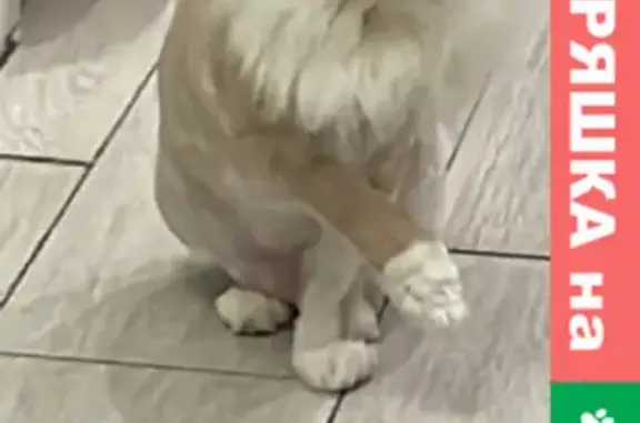 Кошки потеряшки, Казань, фото: Потеряшка кот в СНТ Сосновый, вознаграждение за помощь.