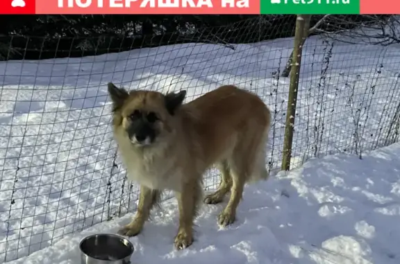 Найдена собака на Лесной улице, Буньково