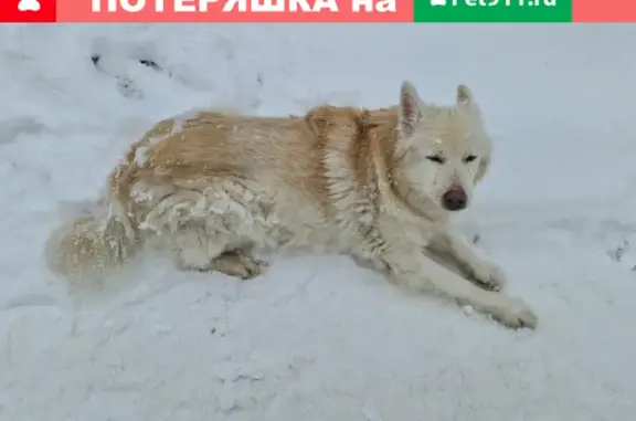 Найдена собака на ул. Сибирской, ищем хозяев