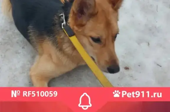 Найдена собака на 15-й Парковой улице