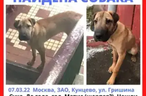 Собака-смесь с шарпеем найдена в Москве на Фалеевском переулке