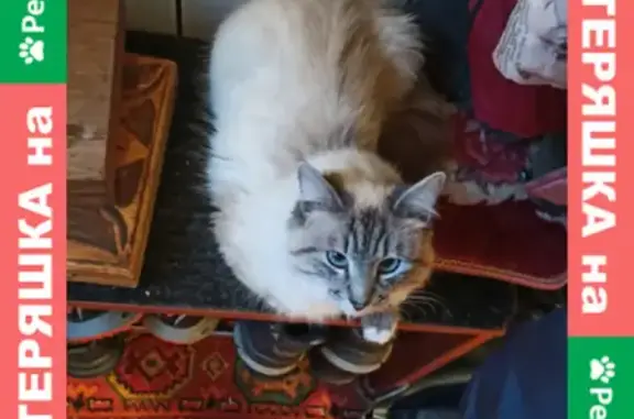 Объявления о пропавших и найденных животных, Чебоксары, фото: Пропала кошка в Чебоксарах, Невский маскарадный, 1-я Южная улица, 20