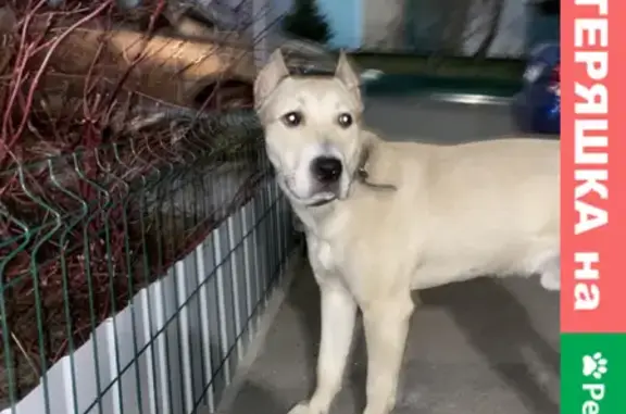 Собака найдена на Гвардейском переулке в Ростове-на-Дону