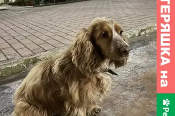 Собака Кокер спаниель найдена на улице Воровского, 19, Сочи.