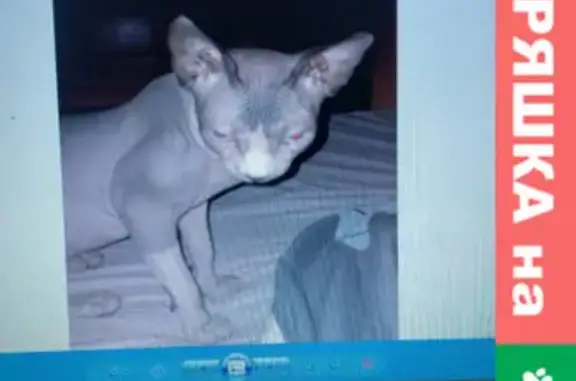 Пропала кошка биколор на Интернациональной, Тамбов