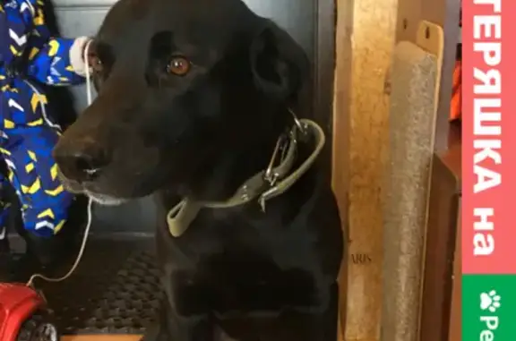 Найдена собака Грей на улице Остужева, Воронеж