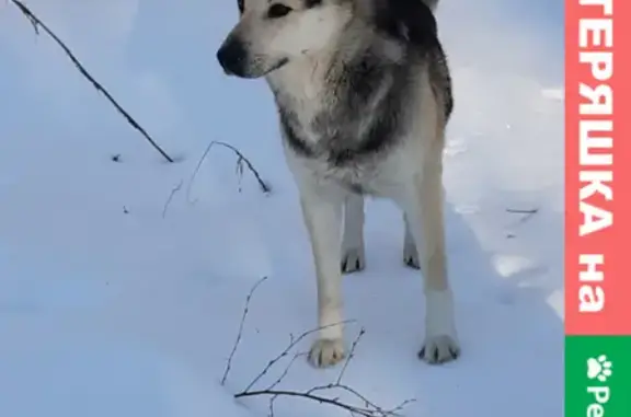 Собака найдена в Тимоново, Дмитровский район
