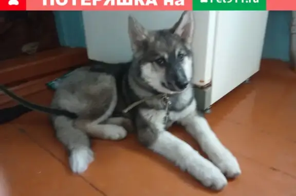 Найдена собака на ост. Гражданская, ул. Куйбышева, Чебоксары