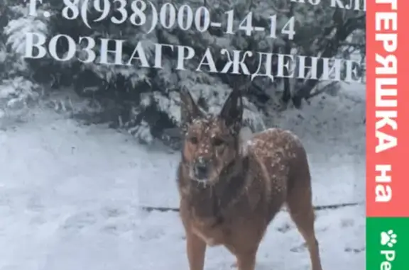 Пропала собака в районе Внуково