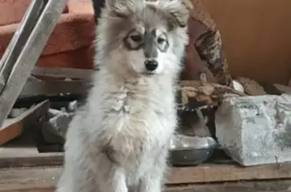 Найдена собака в Ушаково, Калининградская область