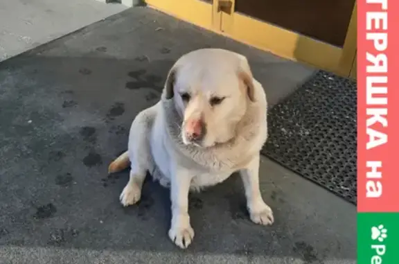 Собака Лабрадор найдена на Первомайской улице в Клине