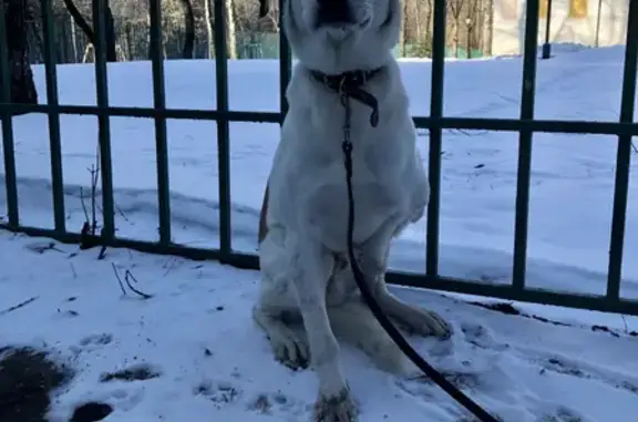 Найдена собака, Москва, фото: Собака найдена на улице Старый Гай, дом 14.
