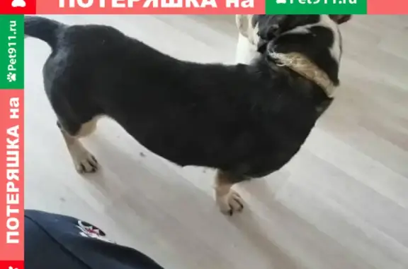 Собака найдена на Ключ-Камышенском Плато, 14/1 в Новосибирске.
