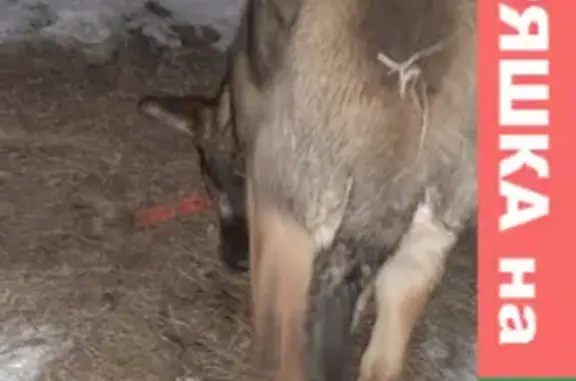 Найдена собака на улице Ленина, Омск