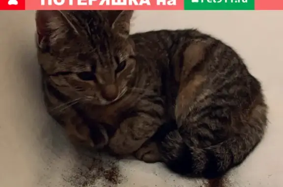 Найдена кошка на Белградской улице 26 к8