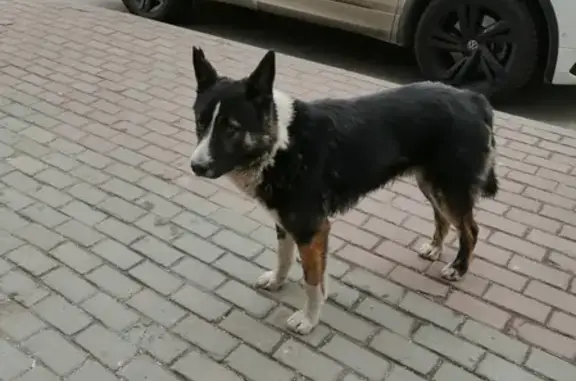 Найден пёсик Бруно на Беловежском пруду, Москва