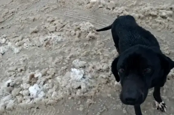 Собака найдена на ул. Маяковского, Белогорск