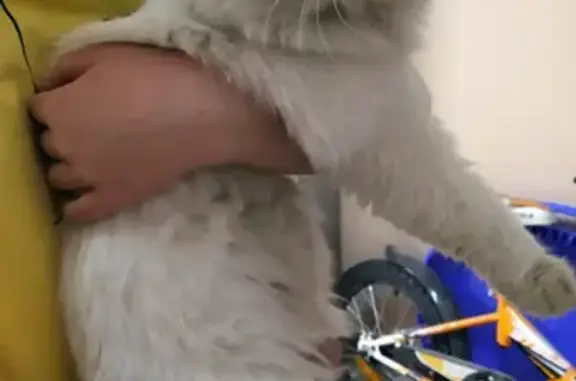 Пропала кошка Белая на Некрасова, 1 в Подольске