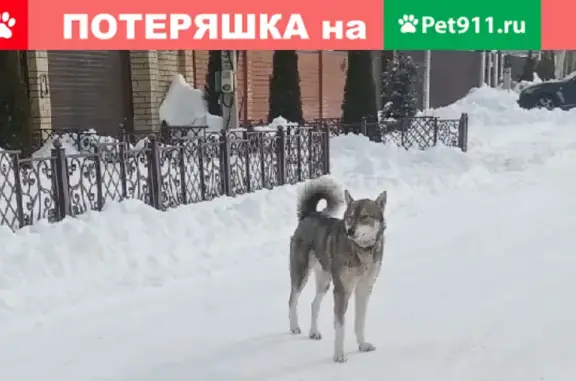 Найдена собака на улице Композитора Ставонина, Воронеж