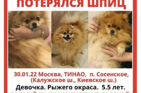 Пропала собака в поселении Сосенское, вознаграждение гарантировано.