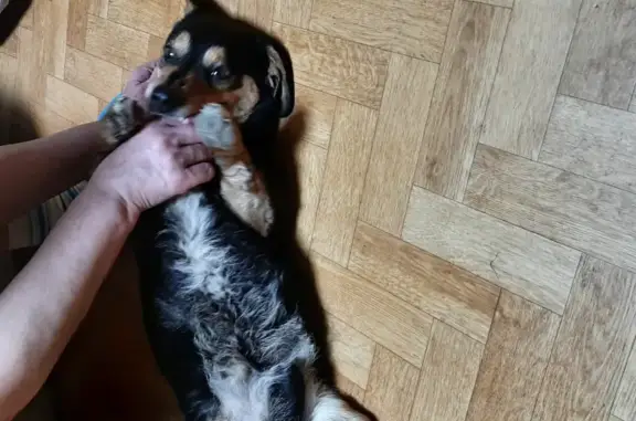 Найденные животные Нижний Новгород, фото: Собака Кобель на проспекте Героев, 27