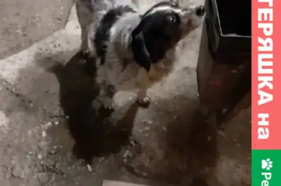Собака найдена на 4-й Линии, 15 в Краснодаре