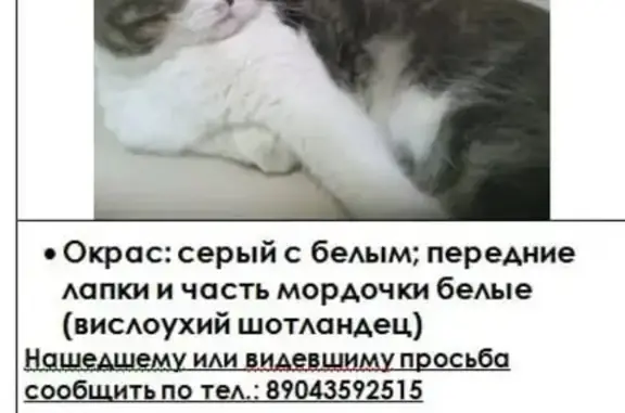 Кошки потеряшки, Тверь, фото: Потеряшка кошка на ул. Ломоносова, 65, Тверь.