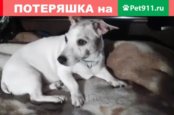 Пропала глухая собака в Кондрово, вознаграждение.