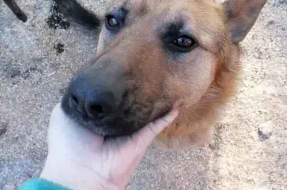 Найдена собака на Железнодорожном проезде, Барнаул