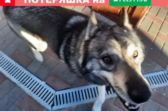 Найдена собака лайка в Большом Давыдово, ул. Фадеева