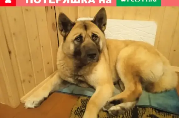 Найдена собака в районе д. Жуковка, контактная, 7-9 мес. 46К-9191, Волоколамск