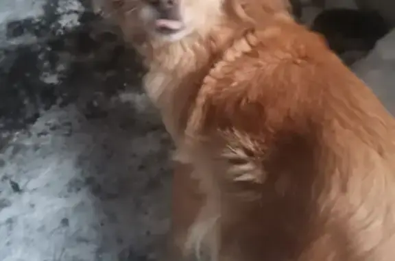 Пропала собака Шелби в с. Ссёлки, Липецкая область