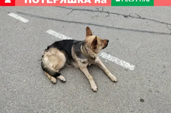 Найдена потерянная собака Овчарка в Краснодаре