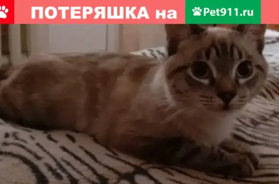 Пропала кошка в РДВС г. Батайск, приметы: светлый окрас, голубые глаза. За информацию - вознаграждение 5000 руб.