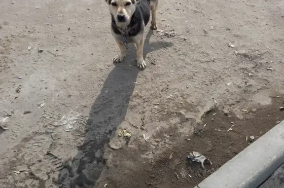 Найдена собака на ул. Кривозерье, 24, ищет хозяина