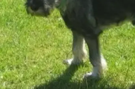 Пропала собака Миттельшнайцер в Юрово, Клёновское.