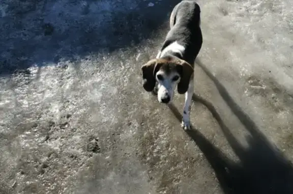 Найдена собака в Аметьево, Казань, с ошейником и проблемами.