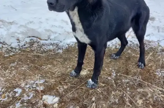 Найдена собака на ул. Бр. Коростелевых в Оренбурге