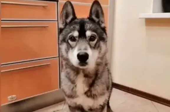 Собаки потеряшки, Санкт-Петербург, фото: Потеряшка сибирский хаски с ул. Пограничника Гарькавого, 20.