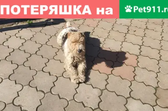 Собаки потеряшки, Краснодар, фото: Потеряшка собака, ул. Энгельса 175, Краснодар.