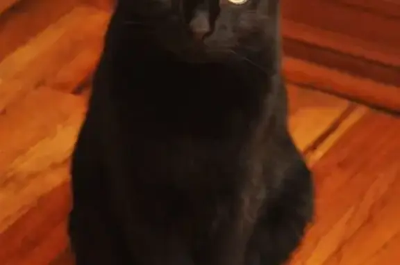 Найден черный кот в Барнауле, 1 марта 2022