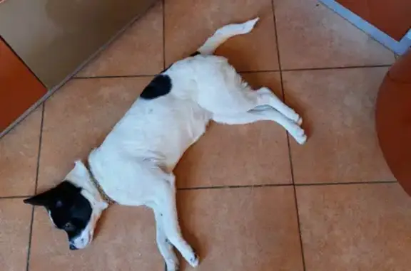 Собака найдена на Бакинской, 17 в Москве