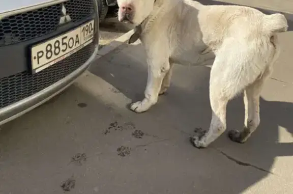 Собака Алабай найдена в Жуковском, ул. Фрунзе, 28