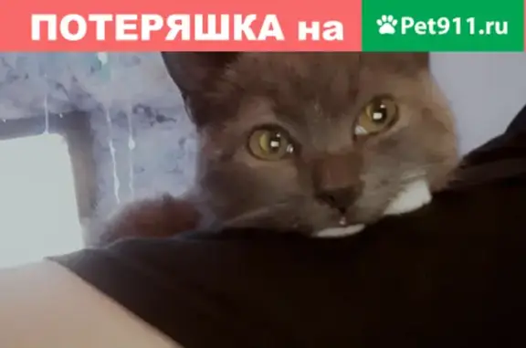 Пропал кот Марсик на ул. Орджоникидзе, 35 в Новочеркасске