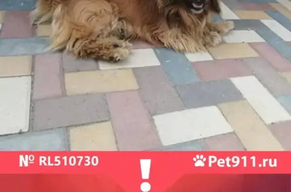 Пропала собака Джек в Михайловске, Ставропольский край
