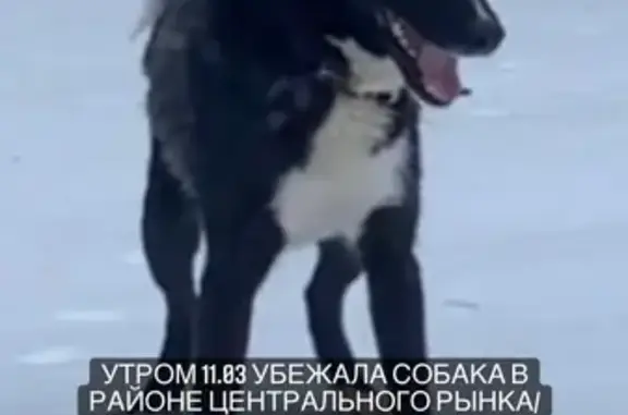 Объявления о пропавших и найденных животных, Тверь, фото: Пропала собака в районе центрального рынка/кафе Причал (Тверь)