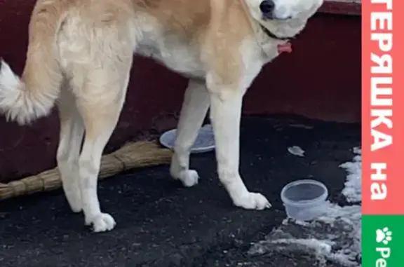 Найдена собака на Кубанской 22 к2, Москва