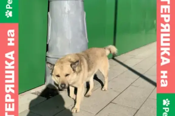 Потеряшка собака возле метро Ботанический сад на Боровицкой улице.